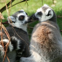 Whipsnade