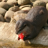 Whipsnade