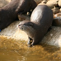 Whipsnade