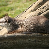 Whipsnade