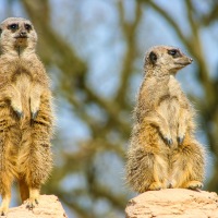 Whipsnade