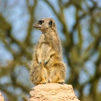 Whipsnade