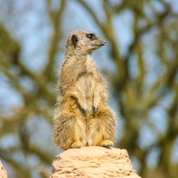 Whipsnade