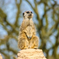 Whipsnade