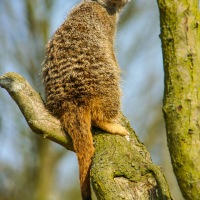 Whipsnade