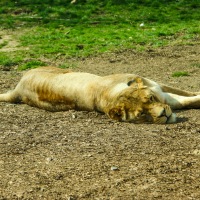 Whipsnade