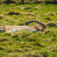 Whipsnade