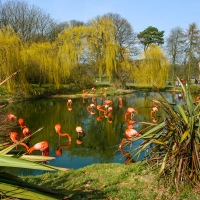 Whipsnade