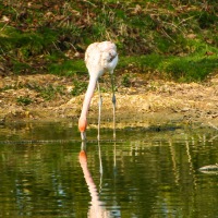 Whipsnade