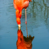 Whipsnade