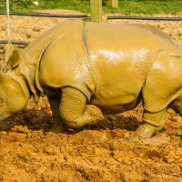 Whipsnade