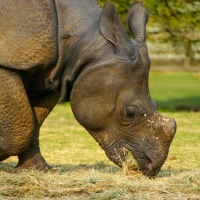 Whipsnade