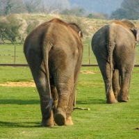 Whipsnade