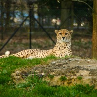 Whipsnade