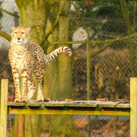 Whipsnade