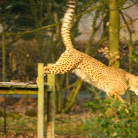 Whipsnade