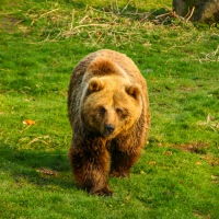 Whipsnade