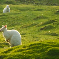 Whipsnade