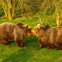 Whipsnade