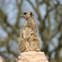 Whipsnade Whipsnade