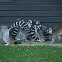 Whipsnade Whipsnade