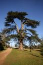 Tree in Stowe grounds