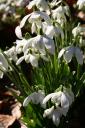 Snow drops at Stowe park