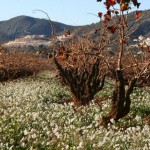 Vineyard in Lliber