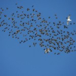 Flock of birds