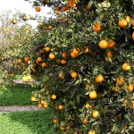 Orange Grove