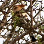 Hoopoe