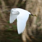 Egret