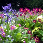 Flower bed in Warwickshire