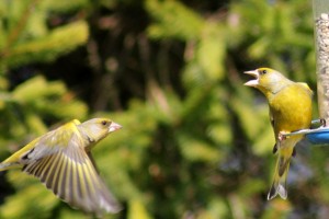 Greenfinch at the feeder