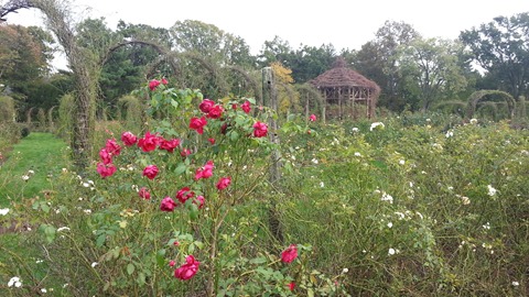 Elizabeth Rose Gardens, Hartford, CT