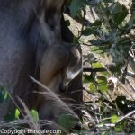 Moremi Lion spraying