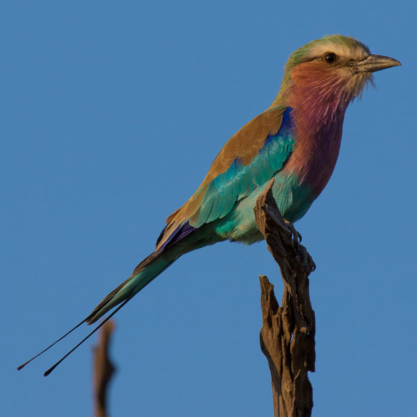 A Botswana Safari