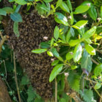 Guernsey Honeybees