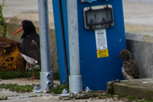 Oyster Catcher and chick at Southwold harbour