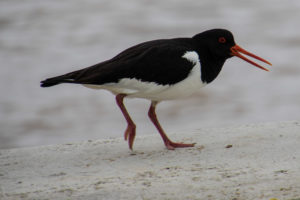 Oyster Catcher at Southwold harbour