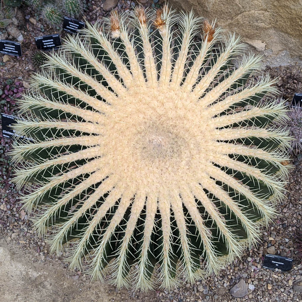 Golden Barrel Cactus - Echinocactus Grusonii at Leicester University Botanical Gardens