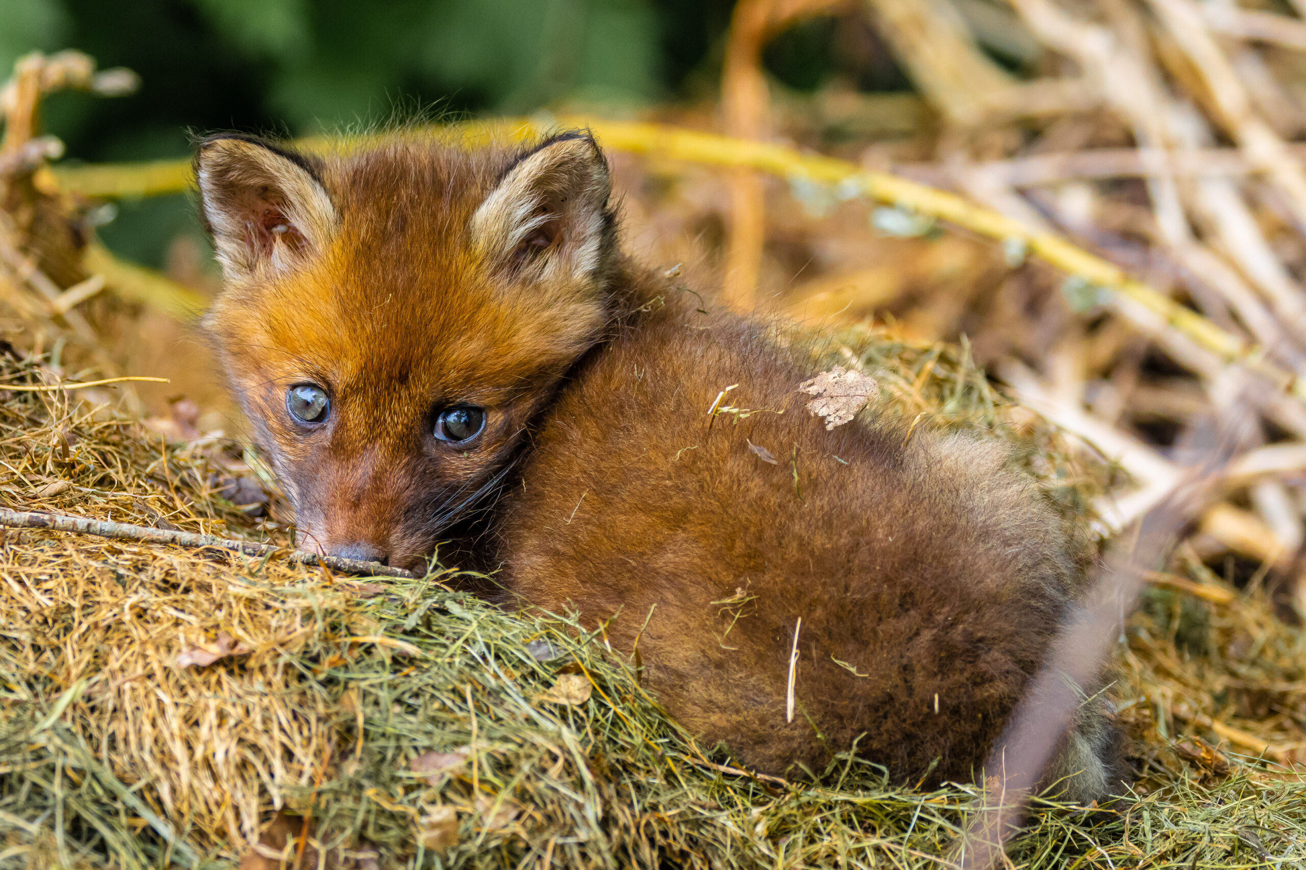 Fox Cub sunning itsef on the compost heap