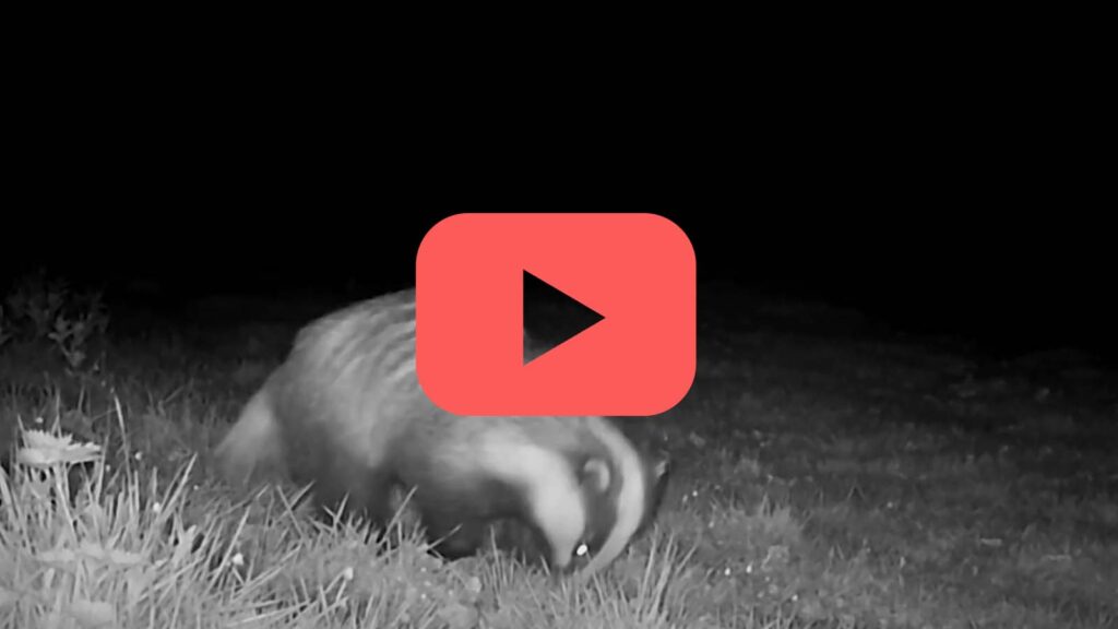 Badgers at night